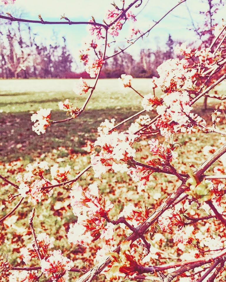 5 věcí, díky kterým začnete milovat jaro