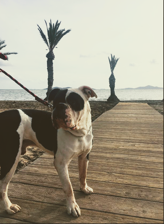 Z cestovatelského deníčku: Cesta do Španělska, autem a se psem