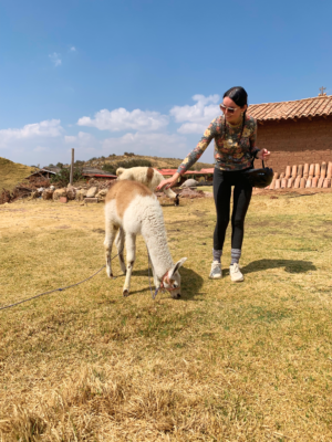 alpacas Cusco